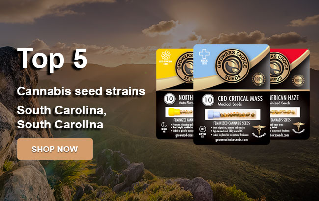 Top 5 Cannabis Seeds in South Carolina in 2022