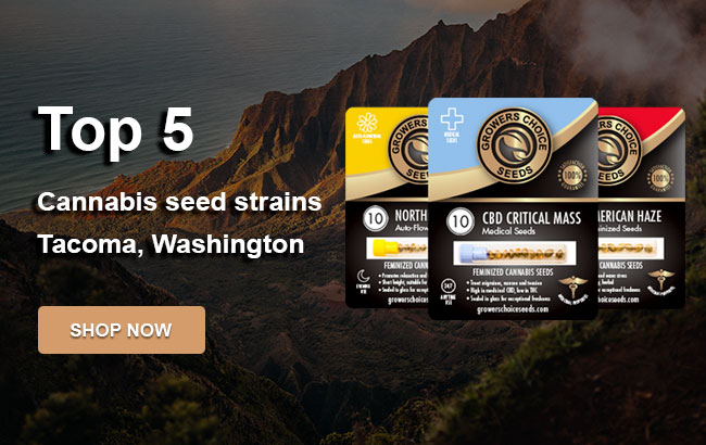 Top 5 Cannabis Seeds in Tacoma in 2022