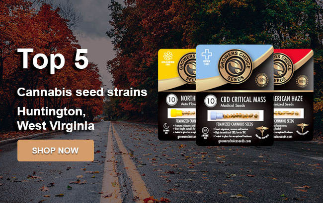 buy-top-cannabis-seeds-city-Huntington
