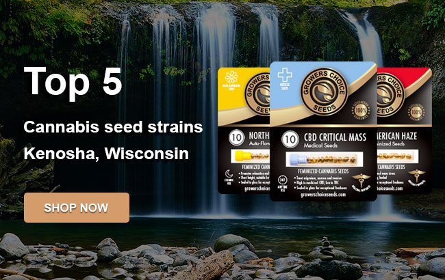 Top 5 Cannabis Seeds in Kenosha in 2022