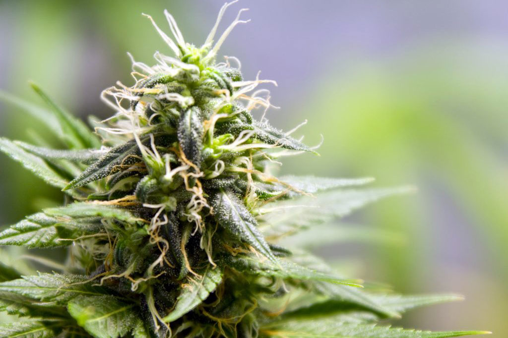 cannabis-plant-fast-flowering-weed-strains