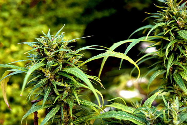 check-out-growers-choice-seeds-cannabis-beginner-help