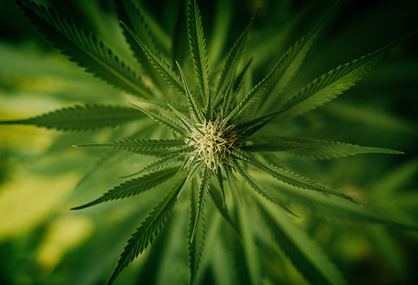 follow-advice-from-growers-choce-seeds-for-outdoor-marijuana
