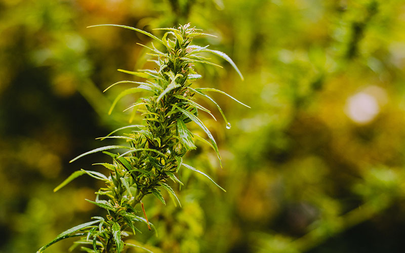 gcs-growing-cannabis-outdoors