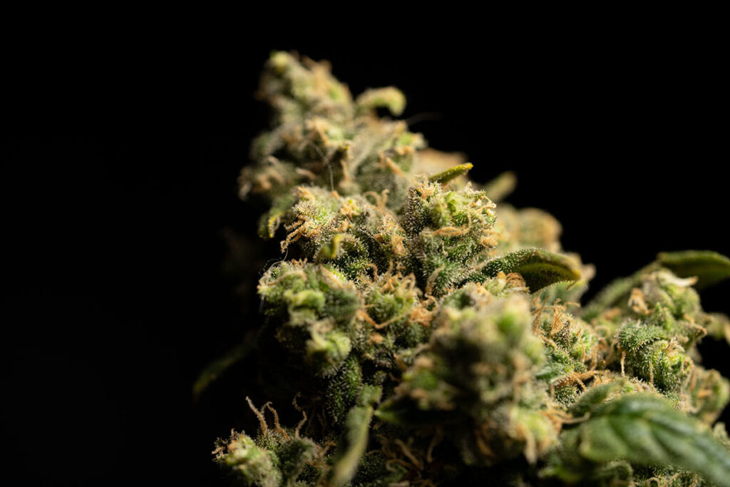 get-high-thc-cannabis-seeds-growers-choice-seeds