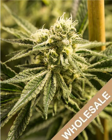 Get Wholesale Hash Plant Auto Flowering Feminized Cannabis Seeds