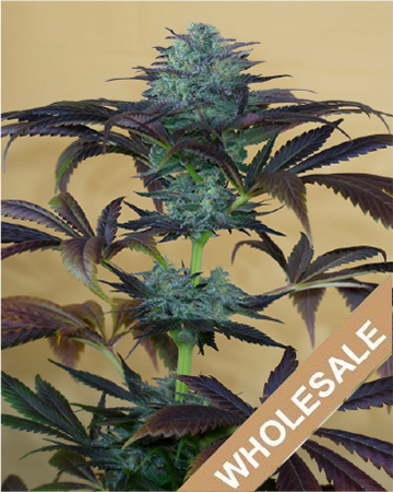 get-wholesale-Purple-Diesel-Feminized-Cannabis-Seeds