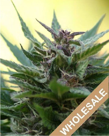 wholesale The Hog Feminized Cannabis Seeds on sale