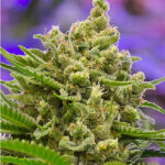 On Sale Bruce Banner 3 Auto Flowering Feminized Cannabis Seeds