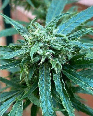 Jack Flash Feminized Cannabis Seeds
