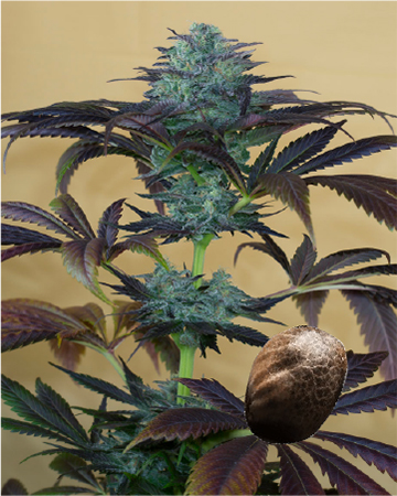 Shop Wholesale Purple Diesel Feminized Cannabis Seeds