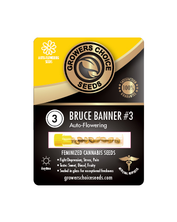 Try Bruce Banner 3 Auto Flowering Feminized Cannabis Seeds
