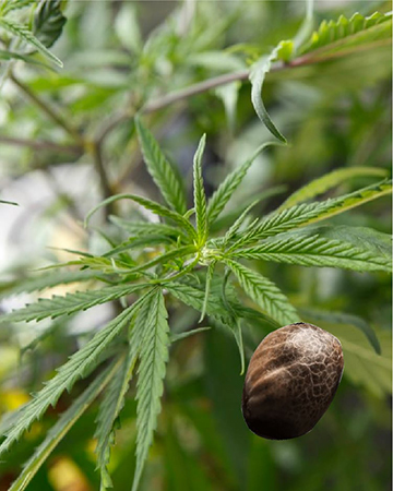 Try California Orange Auto Flowering Feminized Cannabis Seeds