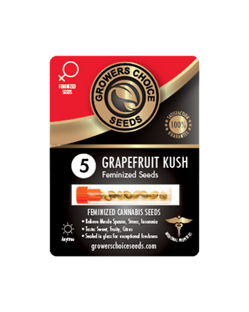 Try Grapefruit Kush Feminized Cannabis Seeds 5 Package