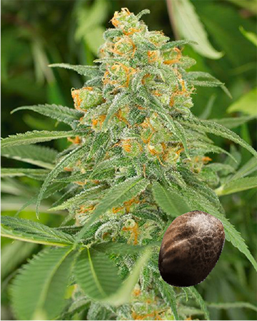 Wholesale Grapefruit Kush Feminized Cannabis Seeds