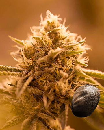 Wholesale Jamaican Dream Auto Flowering Feminized Cannabis Seed