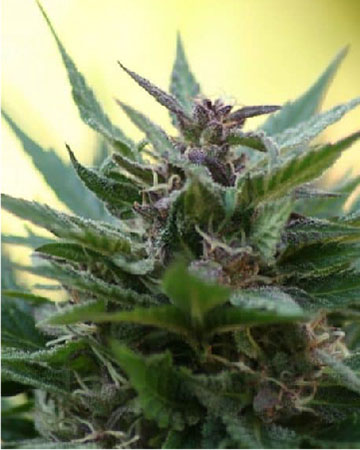 give wholesale The Hog Feminized Cannabis Seeds for sale