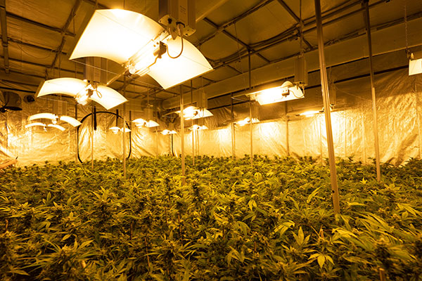 why-grow-indoor-cannabis-with-growers-choice-seeds