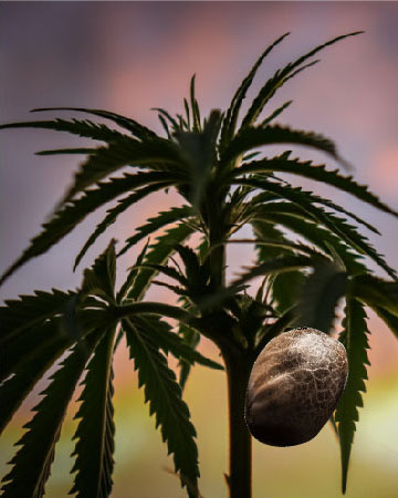 get Bubblegum Kush Feminized Cannabis Seeds