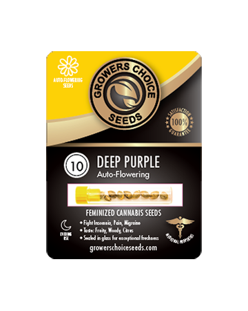 get Deep Purple Auto-Flowering Feminized Cannabis Seeds