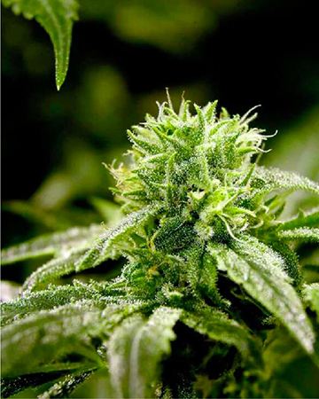Ghost OG Feminized Cannabis Seeds On Sale