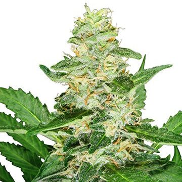 Buy-premium-seeds-Girl-Scout-Cookies-Feminized-Cannabis-Seeds
