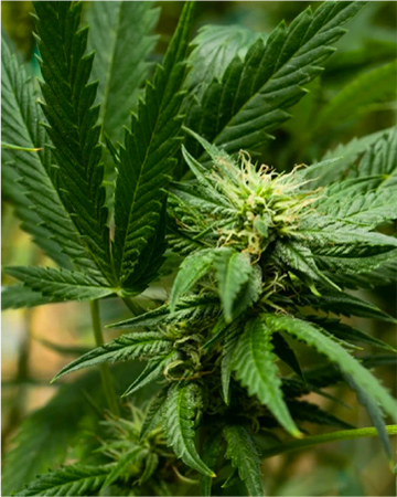 Glass Slipper Auto Flowering Feminized Cannabis Seeds