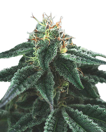 wholesale Jupiter OG Auto-Flowering Feminized Cannabis Seeds on sale
