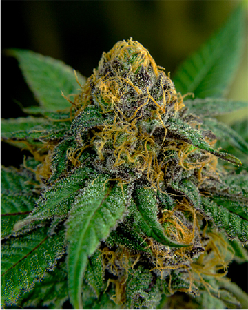 Marionberry Kush Feminized Cannabis Seeds For Sale