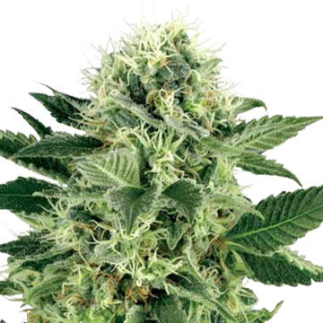 Buy-Northern-Lights-Auto-Flowering-Feminized-Cannabis-Seeds