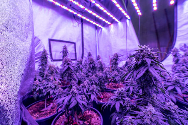 Indoor cannabis plants under purple lighting