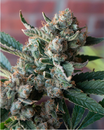 Northern Wreck Feminized Cannabis Seeds
