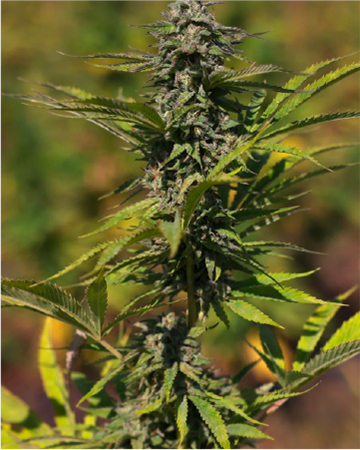 Raspberry Cough Auto Flowering Feminized Cannabis Seeds