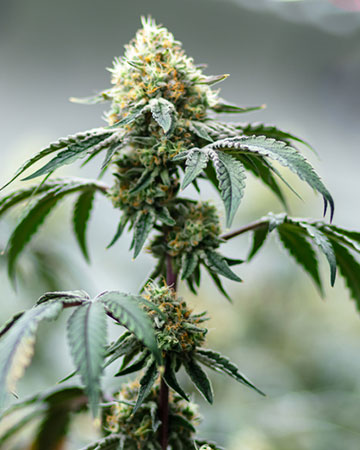Recon Auto Flowering Feminized Cannabis Seeds