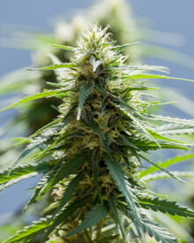Shop-Premium-Raspberry-Cough-Autoflowering-Cannabis-Seeds