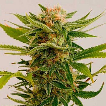 Buy-Sour-Diesel-Feminized-Cannabis-Seeds