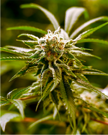 Tangerine Haze Auto Flowering Feminized Cannabis Seeds