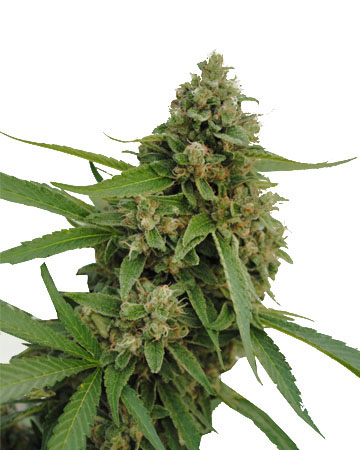 wholesale White Lightning Auto-Flowering Feminized Cannabis Seeds for sale