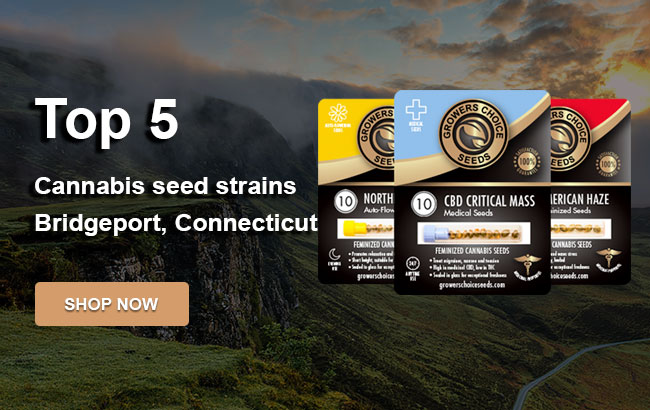 Top 5 Cannabis Seeds in Bridgeport in 2022