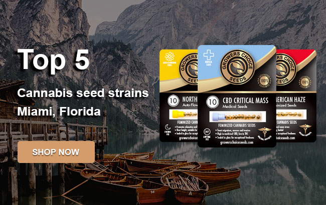Top 5 Cannabis Seeds in Miami in 2023