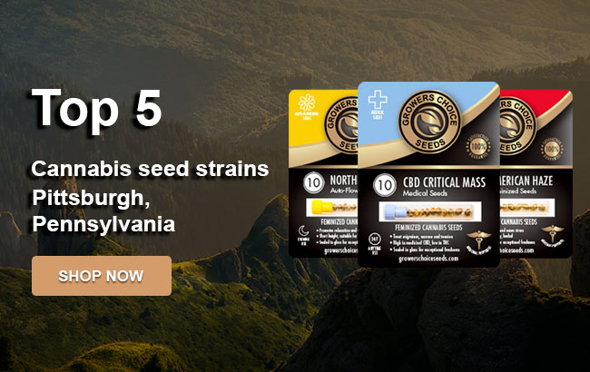 Top 5 Cannabis Seeds in Pittsburgh in 2023