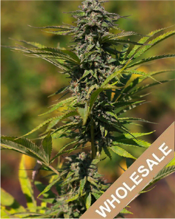 Buy Wholesale Raspberry Cough Auto Flowering Feminized Cannabis Seeds