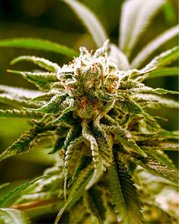 Get Flo Feminized Cannabis Seeds