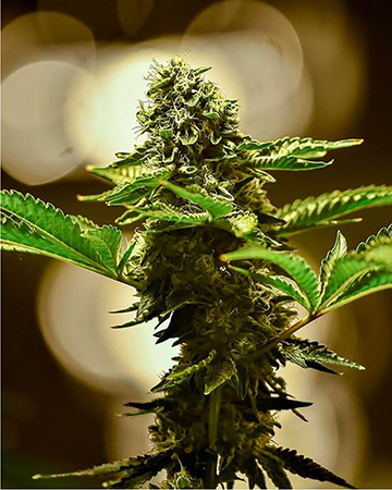Get Jack Skellington Feminized Cannabis Seeds