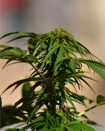 Get Vortex Feminized Cannabis Seeds