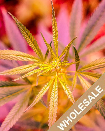 wholesale Candyland Feminized Cannabis Seeds on sale