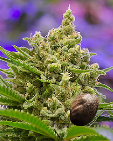try wholesale Deep Purple Auto-Flowering Feminized Cannabis Seeds