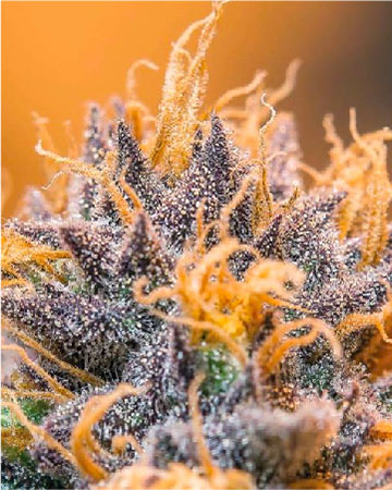 wholesale Diablo Auto-Flowering Feminized Cannabis Seeds for sale