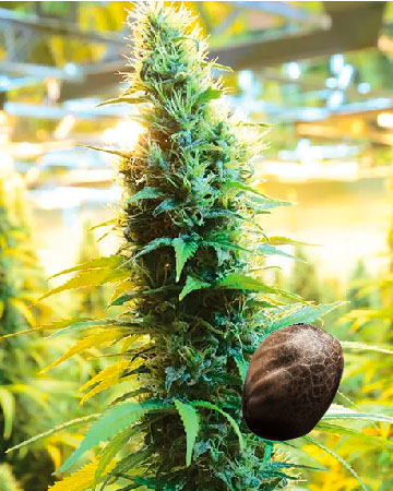 order Master Yoda Auto-Flowering Feminized Cannabis Seeds
