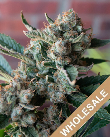Get Wholesale Northern Wreck Feminized Cannabis Seed